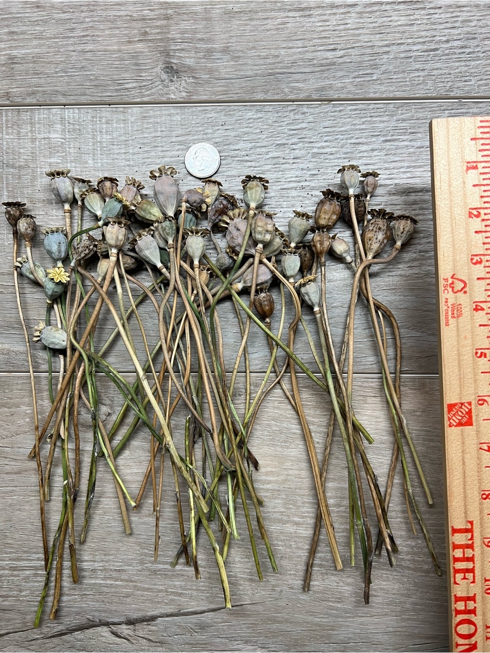 Dried Poppy Stem Bundle in Natural Brown and Green - Various sizes